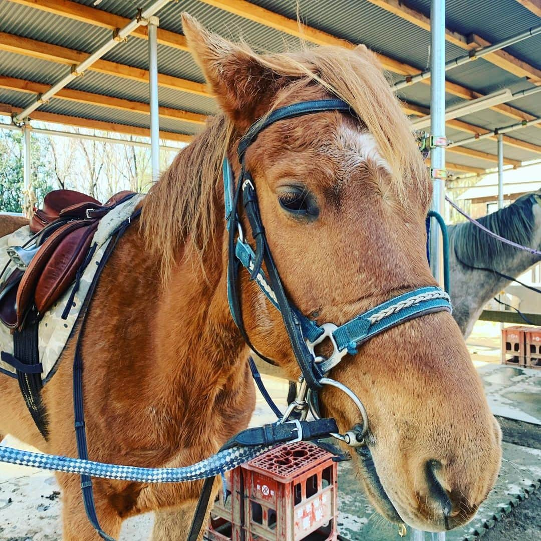 柏崎桃子さんのインスタグラム写真 - (柏崎桃子Instagram)「3/15の記録  今日はスペシャルオリンピックスのお手伝いでした。 たくさん歩いておしゃべりして最後は餌やり。 働いた働いた😊  #ダイエット #diet #スペシャルオリンピックス  #specialolympics  #馬 #horse  #乗馬 #景色 #ご飯 #sss #ストレッチ」3月16日 1時27分 - momoko_kashiwazaki