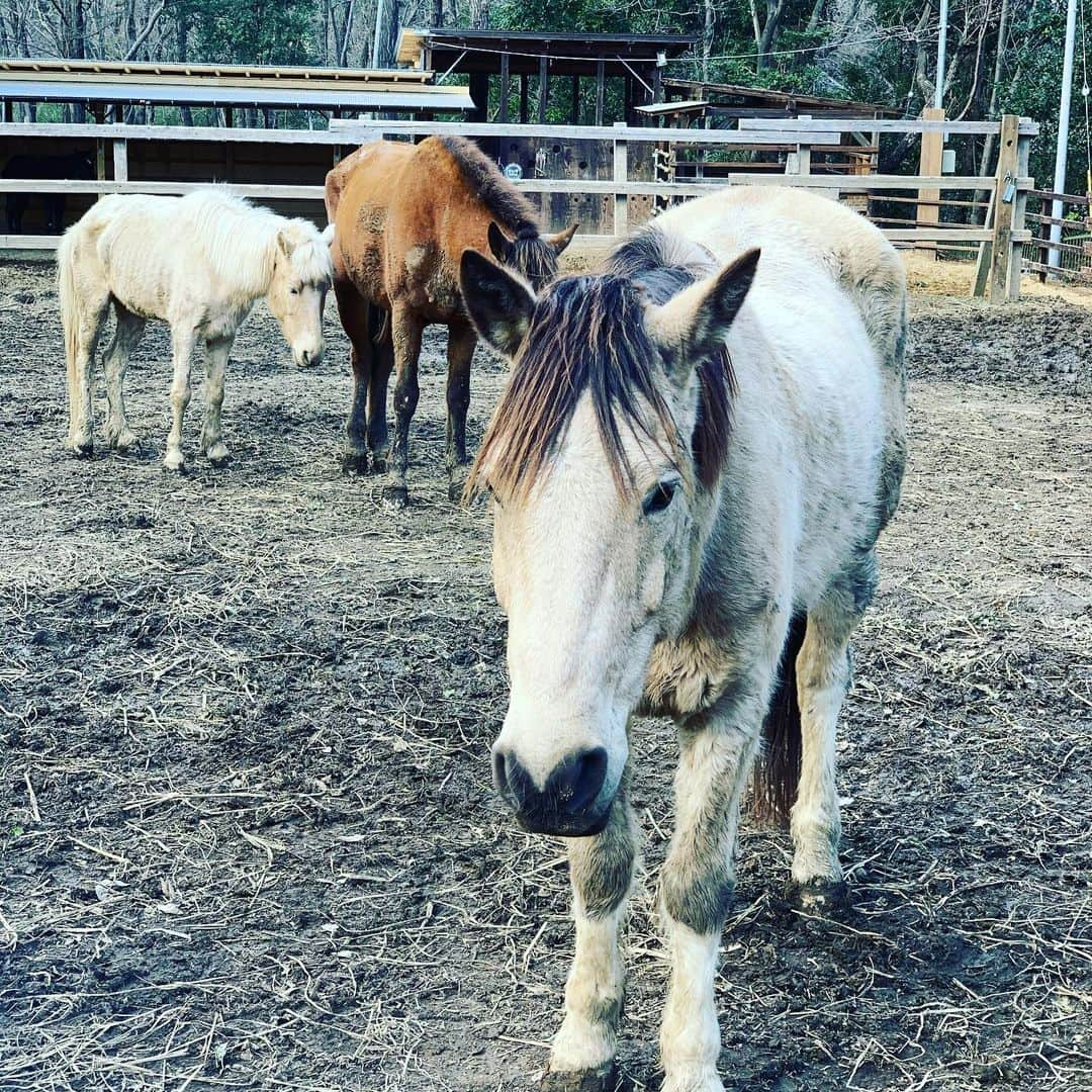 柏崎桃子さんのインスタグラム写真 - (柏崎桃子Instagram)「3/15の記録  今日はスペシャルオリンピックスのお手伝いでした。 たくさん歩いておしゃべりして最後は餌やり。 働いた働いた😊  #ダイエット #diet #スペシャルオリンピックス  #specialolympics  #馬 #horse  #乗馬 #景色 #ご飯 #sss #ストレッチ」3月16日 1時27分 - momoko_kashiwazaki