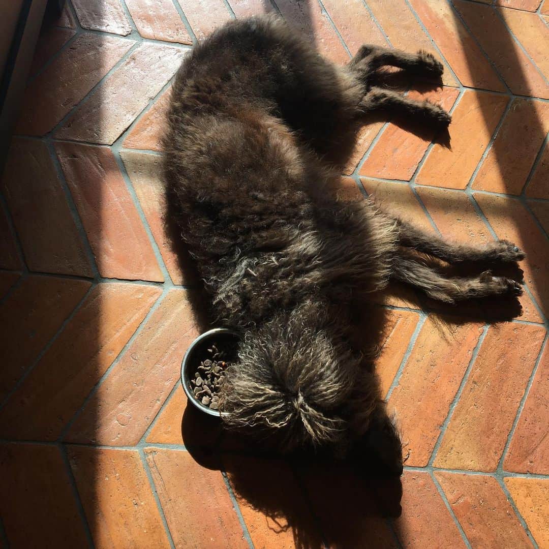 エリザベス・リーサーのインスタグラム：「Shuggie doesn’t want to eat his food, but he also doesn’t want anyone else to eat his food」
