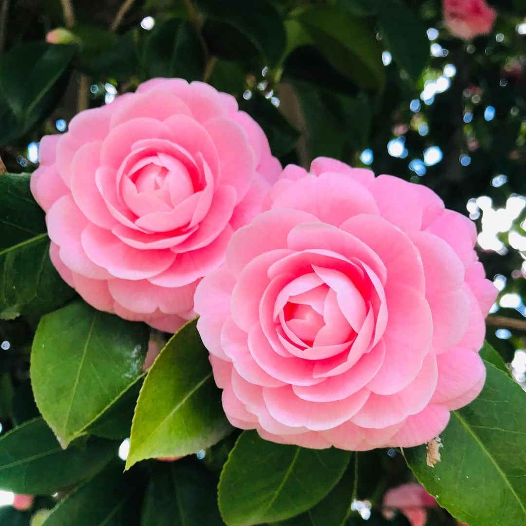 宮上元克のインスタグラム：「いつもなら気にも留めない道端の花に癒される。そんな昼下がり...」