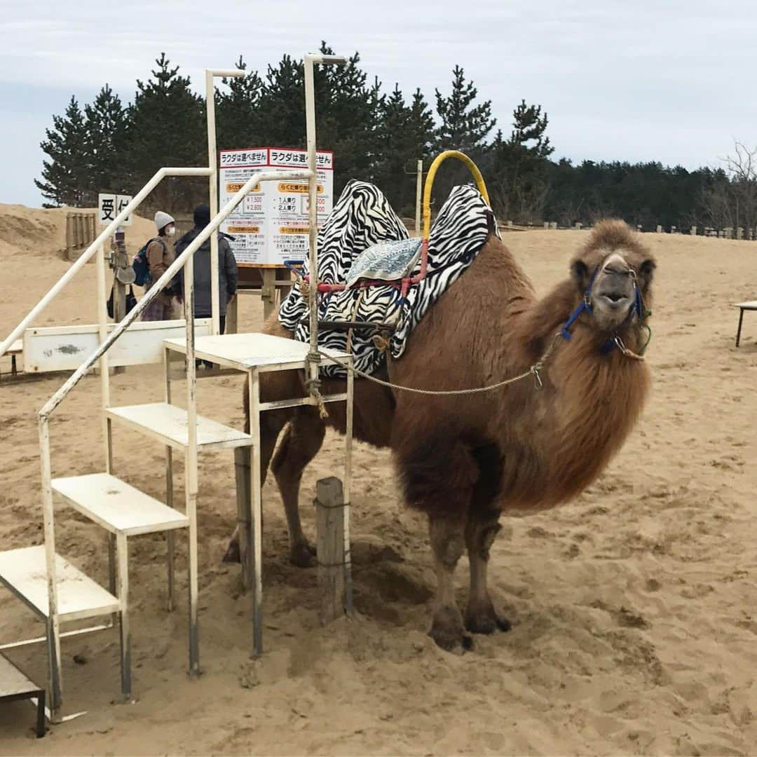 逢月あかりさんのインスタグラム写真 - (逢月あかりInstagram)「人懐っこくて可愛かった🐪🐫 . 笑ってるように見える☺️ . . #親子#ラクダ#🐫 #りさちゃん #鳥取#鳥取砂丘 #砂漠」3月16日 12時33分 - akari.ouzuki