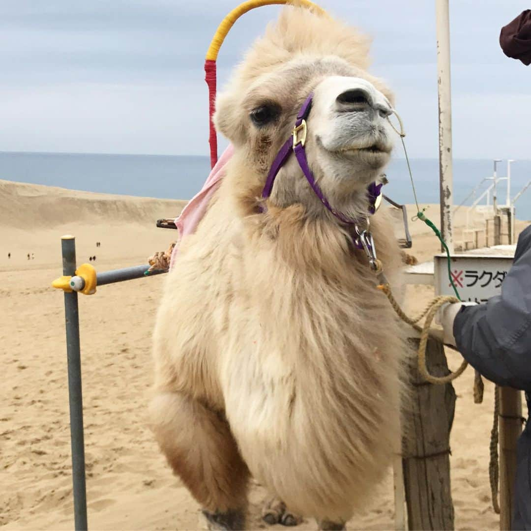 逢月あかりさんのインスタグラム写真 - (逢月あかりInstagram)「人懐っこくて可愛かった🐪🐫 . 笑ってるように見える☺️ . . #親子#ラクダ#🐫 #りさちゃん #鳥取#鳥取砂丘 #砂漠」3月16日 12時33分 - akari.ouzuki