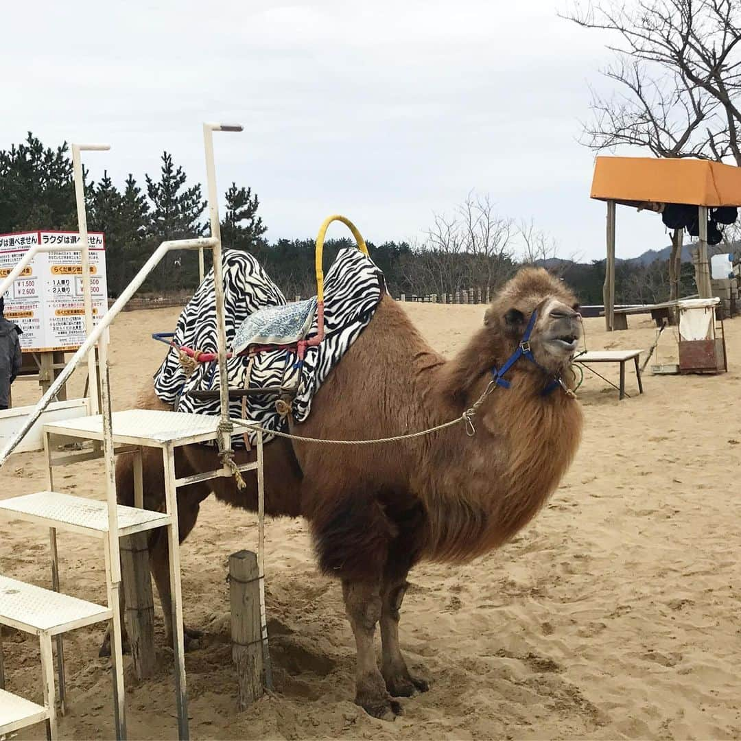 逢月あかりさんのインスタグラム写真 - (逢月あかりInstagram)「人懐っこくて可愛かった🐪🐫 . 笑ってるように見える☺️ . . #親子#ラクダ#🐫 #りさちゃん #鳥取#鳥取砂丘 #砂漠」3月16日 12時33分 - akari.ouzuki