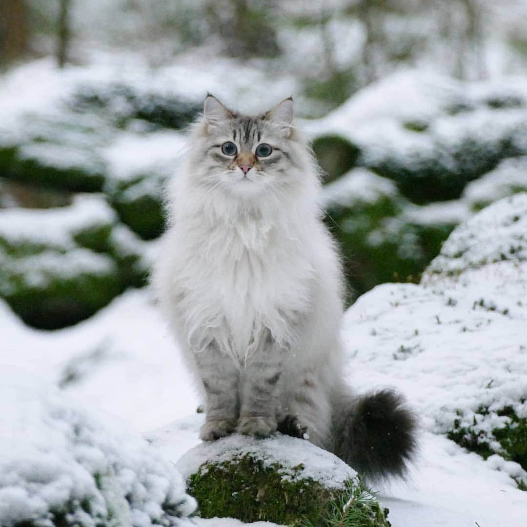 Floraのインスタグラム：「Stay safe in the cat-antine dear furriends 🌻 #cat#igcutest_animals #cat_features #cutepetclub #fluffypack #katt #bestmeow  #weeklyfluff #meow #AnimalAddicts #kittycat #cat #cats #kitten #kittens #kawaii #instacat #calico #neko #winter #snow #2019 #sibiriskkatt #siberiancat」