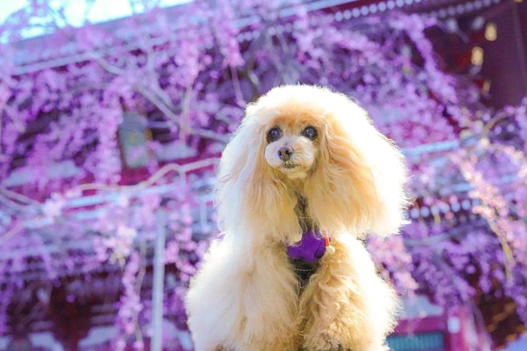 Toypoodle Mikuru?Asakusa Tokyoのインスタグラム：「20200316 Monday. Good morning! Friends ☺️ 枝垂れ桜🌸が咲き始めました。 撮影時間(AM5:30)が早すぎて色味が変😅  先週より朝の電車が地味に混んでます。 スラワが増えたのかテレワが減ったのかよくわかりませんが、今週もコロナに翻弄されながら頑張ります😱 . #枝垂れ桜  #ツァイス写真部 #絶賛スライドワーク中 . 今週もヨロシクね😆」