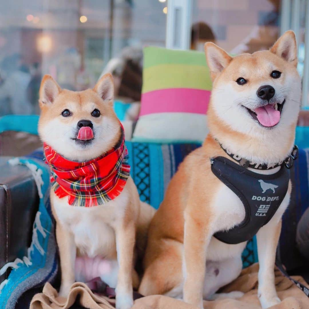 豆柴にこちゃんさんのインスタグラム写真 - (豆柴にこちゃんInstagram)「🐶 おはよー 昨日のだいずくんデート続き。 . お昼は　#ボンダイカフェヨヨギビーチパーク へ。 . にこ、加奈さん　@kanaoyama0619 に抱っこしてもらったよー🥰 . 加奈さんもだいずくんも 笑顔がいいねぇ🤤💕 . 7枚目、だいずくんへの 誕生日プレゼントを開ける加奈さんと それを覗き込む2匹がかわいー✨ . 8枚目、だいずくんがにこにペロペロしてくれて後、 チェイサーとしてトムにもペロペロ😂 . 10枚目、ママがお手洗いの間、 さみしくてキュンキュン鳴く、 ママっ子だいずくん☺️ . #柴犬#豆柴#pecoいぬ部#犬#わんこ#犬#ここ柴部#shibainu#dog#mameshiba#pecotv#shiba#いぬのきもち部#しばいぬ#しばけん#こいぬ#シバイヌ#いぬ#イヌ#ペット#日本犬#子犬#puppy#pet#시바견#강아지#개#barked#9gag」3月16日 7時38分 - nikochan.mame48