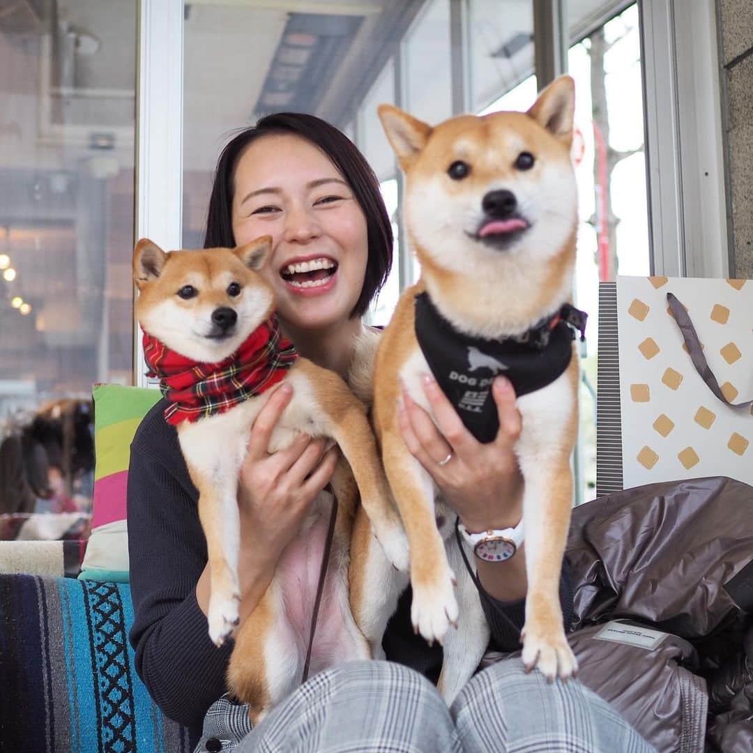 豆柴にこちゃんさんのインスタグラム写真 - (豆柴にこちゃんInstagram)「🐶 おはよー 昨日のだいずくんデート続き。 . お昼は　#ボンダイカフェヨヨギビーチパーク へ。 . にこ、加奈さん　@kanaoyama0619 に抱っこしてもらったよー🥰 . 加奈さんもだいずくんも 笑顔がいいねぇ🤤💕 . 7枚目、だいずくんへの 誕生日プレゼントを開ける加奈さんと それを覗き込む2匹がかわいー✨ . 8枚目、だいずくんがにこにペロペロしてくれて後、 チェイサーとしてトムにもペロペロ😂 . 10枚目、ママがお手洗いの間、 さみしくてキュンキュン鳴く、 ママっ子だいずくん☺️ . #柴犬#豆柴#pecoいぬ部#犬#わんこ#犬#ここ柴部#shibainu#dog#mameshiba#pecotv#shiba#いぬのきもち部#しばいぬ#しばけん#こいぬ#シバイヌ#いぬ#イヌ#ペット#日本犬#子犬#puppy#pet#시바견#강아지#개#barked#9gag」3月16日 7時38分 - nikochan.mame48