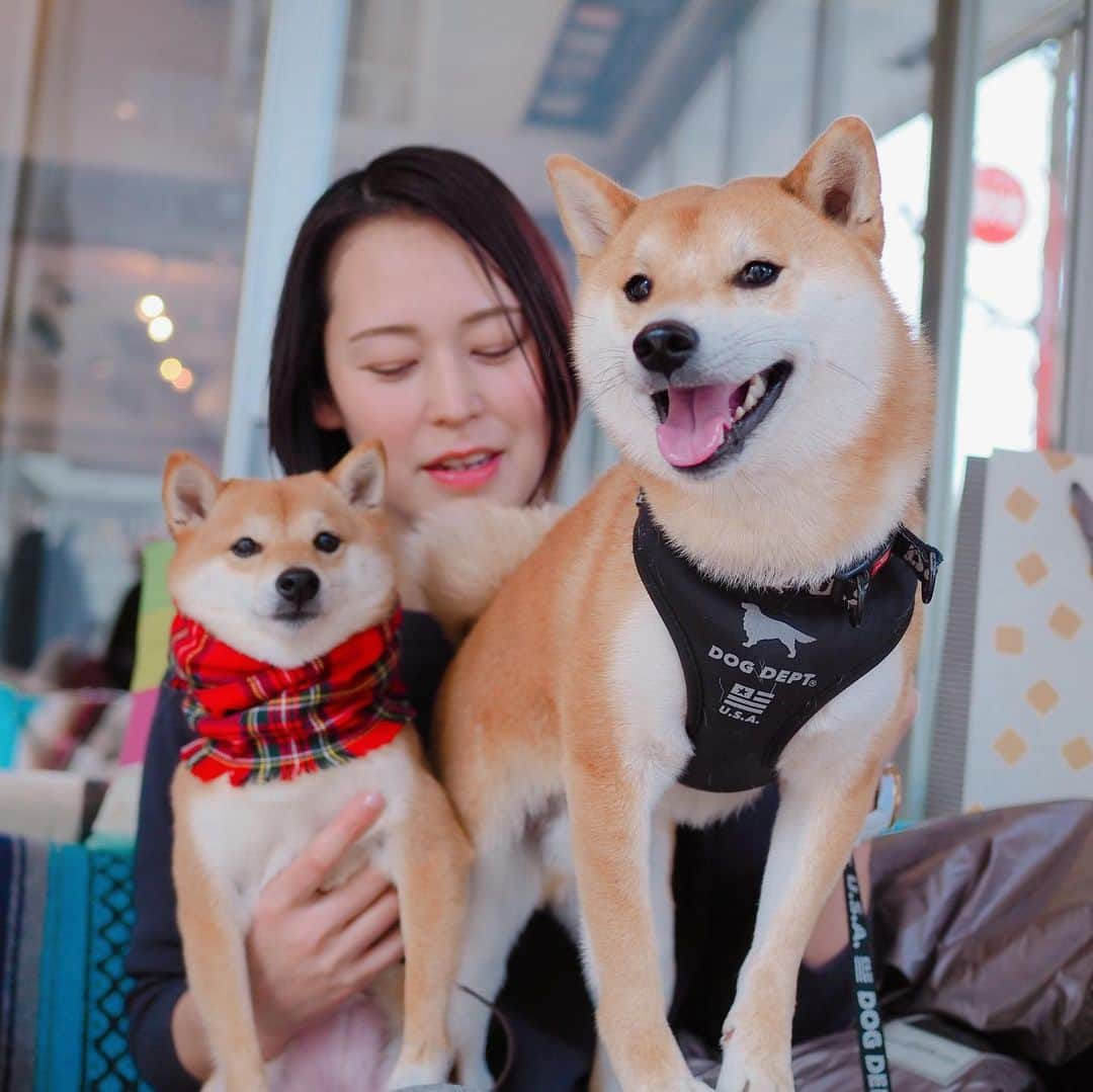 豆柴にこちゃんさんのインスタグラム写真 - (豆柴にこちゃんInstagram)「🐶 おはよー 昨日のだいずくんデート続き。 . お昼は　#ボンダイカフェヨヨギビーチパーク へ。 . にこ、加奈さん　@kanaoyama0619 に抱っこしてもらったよー🥰 . 加奈さんもだいずくんも 笑顔がいいねぇ🤤💕 . 7枚目、だいずくんへの 誕生日プレゼントを開ける加奈さんと それを覗き込む2匹がかわいー✨ . 8枚目、だいずくんがにこにペロペロしてくれて後、 チェイサーとしてトムにもペロペロ😂 . 10枚目、ママがお手洗いの間、 さみしくてキュンキュン鳴く、 ママっ子だいずくん☺️ . #柴犬#豆柴#pecoいぬ部#犬#わんこ#犬#ここ柴部#shibainu#dog#mameshiba#pecotv#shiba#いぬのきもち部#しばいぬ#しばけん#こいぬ#シバイヌ#いぬ#イヌ#ペット#日本犬#子犬#puppy#pet#시바견#강아지#개#barked#9gag」3月16日 7時38分 - nikochan.mame48