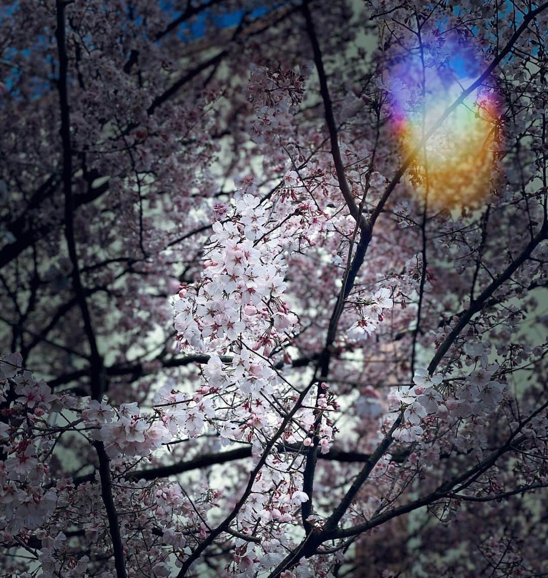 えれなさんのインスタグラム写真 - (えれなInstagram)「桜みつけた🌸✨ 雪が降ったり寒暖差があるのに、しっかりと綺麗な花を咲かせてる。  初めてカッコいいと思って眺めました💪❤️✨ #chreeblossom  #桜 #強くて美しい #どんな環境でもちゃんと咲く #かっこいいな #お花のパワーを届けます #えれな #🌸」3月16日 13時30分 - elena1982312
