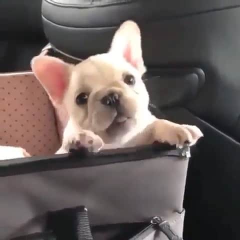リンキーのインスタグラム：「Wishing the weekend was longer 😭 —TAG DOG LOVERS——- #frenchie #frenchies #frenchiesofinstagram #instafrenchie #dog #dogs #instadogs #dogsofinstagram #dogstagram #dogs_of_instagram #lovedogs #pup #instapup @bonniecoco_」