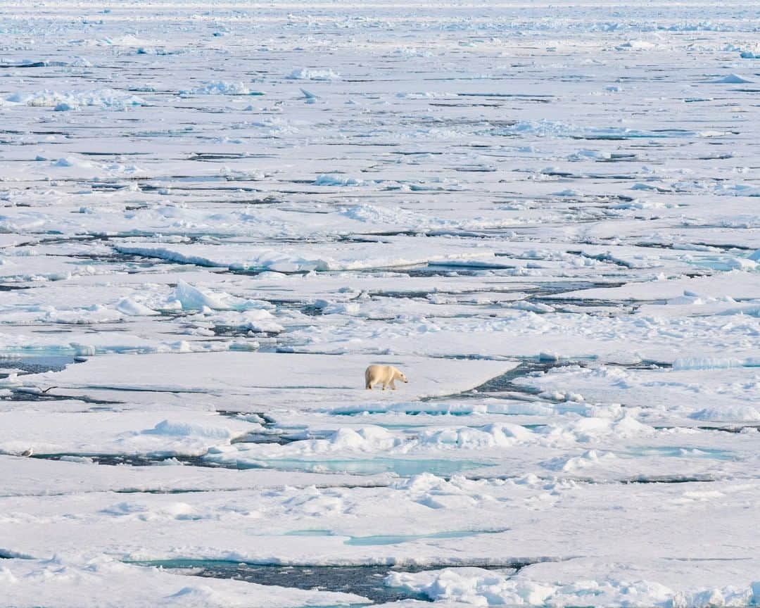 National Geographic Travelさんのインスタグラム写真 - (National Geographic TravelInstagram)「Photo by @lucalocatelliphoto | This is what the Earth looks like a thousand kilometers from the North Pole—drift ice where, during summer, polar bears struggle to live and hunt. Here in the north of Svalbard, drift ice gets thinner and more sparse each year, a sign of how climate change is affecting nature and wildlife. Finding new ways to live on our planet while respecting nature and trying to limit the damage caused by our emissions is crucial to ensure the survival of endangered species like the polar bear in such delicate environments. To discover more stories about our environment follow me @lucalocatelliphoto. #svalbard #arctic #polarbear #landscape #environment」3月16日 9時04分 - natgeotravel