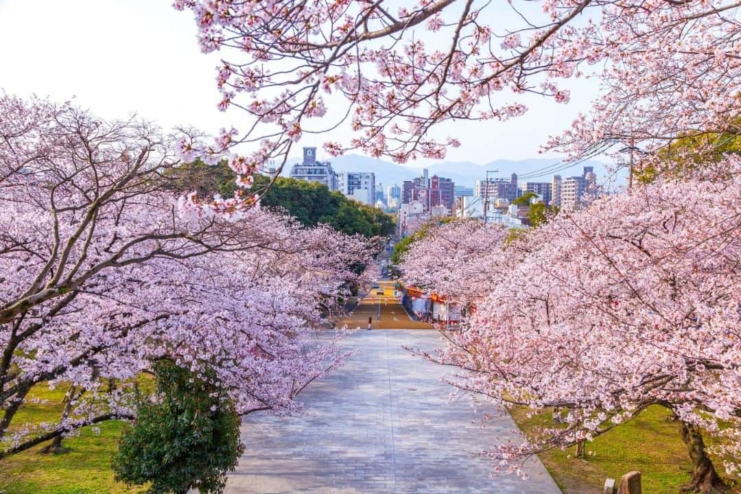Birthplace of TONKOTSU Ramen "Birthplace of Tonkotsu ramen" Fukuoka, JAPANのインスタグラム：「With Fukuoka's sakura season just around the corner, we've come up with some Hanami (flower-viewing) spots in the city, and Nishi Park, which was chosen as one of the Japan's top 100 cherry blossom viewing sites is one you shouldn't miss.  The best part about Nishi Park in the center of Fukuoka City is that tourists can enjoy a bird's-eye view of the emporium and feast their eyes on around 1,300 cherry blossom trees at the same time. Overlooking the city and Hakata Bay from the observatory could be one way to enjoy Fukuoka like the locals, while stuffing your stomach with regional delicacies from the food stalls during the Hanami period is also a shortcut to getting immersed in the most Kyushu-like festive mood. ©Fukuoka Prefecture Tourist Association  #fukuoka_tonkotsu #ilovefukuoka #fukuokalover #fukuoka #fukuokapics #hanami #sakura #cherryblossom #cherryblossoms #cherryblossomfestival」