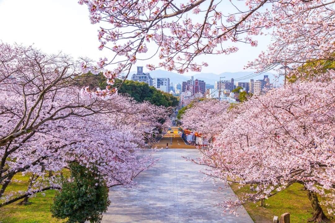 Birthplace of TONKOTSU Ramen "Birthplace of Tonkotsu ramen" Fukuoka, JAPANさんのインスタグラム写真 - (Birthplace of TONKOTSU Ramen "Birthplace of Tonkotsu ramen" Fukuoka, JAPANInstagram)「With Fukuoka's sakura season just around the corner, we've come up with some Hanami (flower-viewing) spots in the city, and Nishi Park, which was chosen as one of the Japan's top 100 cherry blossom viewing sites is one you shouldn't miss.  The best part about Nishi Park in the center of Fukuoka City is that tourists can enjoy a bird's-eye view of the emporium and feast their eyes on around 1,300 cherry blossom trees at the same time. Overlooking the city and Hakata Bay from the observatory could be one way to enjoy Fukuoka like the locals, while stuffing your stomach with regional delicacies from the food stalls during the Hanami period is also a shortcut to getting immersed in the most Kyushu-like festive mood. ©Fukuoka Prefecture Tourist Association  #fukuoka_tonkotsu #ilovefukuoka #fukuokalover #fukuoka #fukuokapics #hanami #sakura #cherryblossom #cherryblossoms #cherryblossomfestival」3月16日 9時21分 - goodvibes_fukuoka