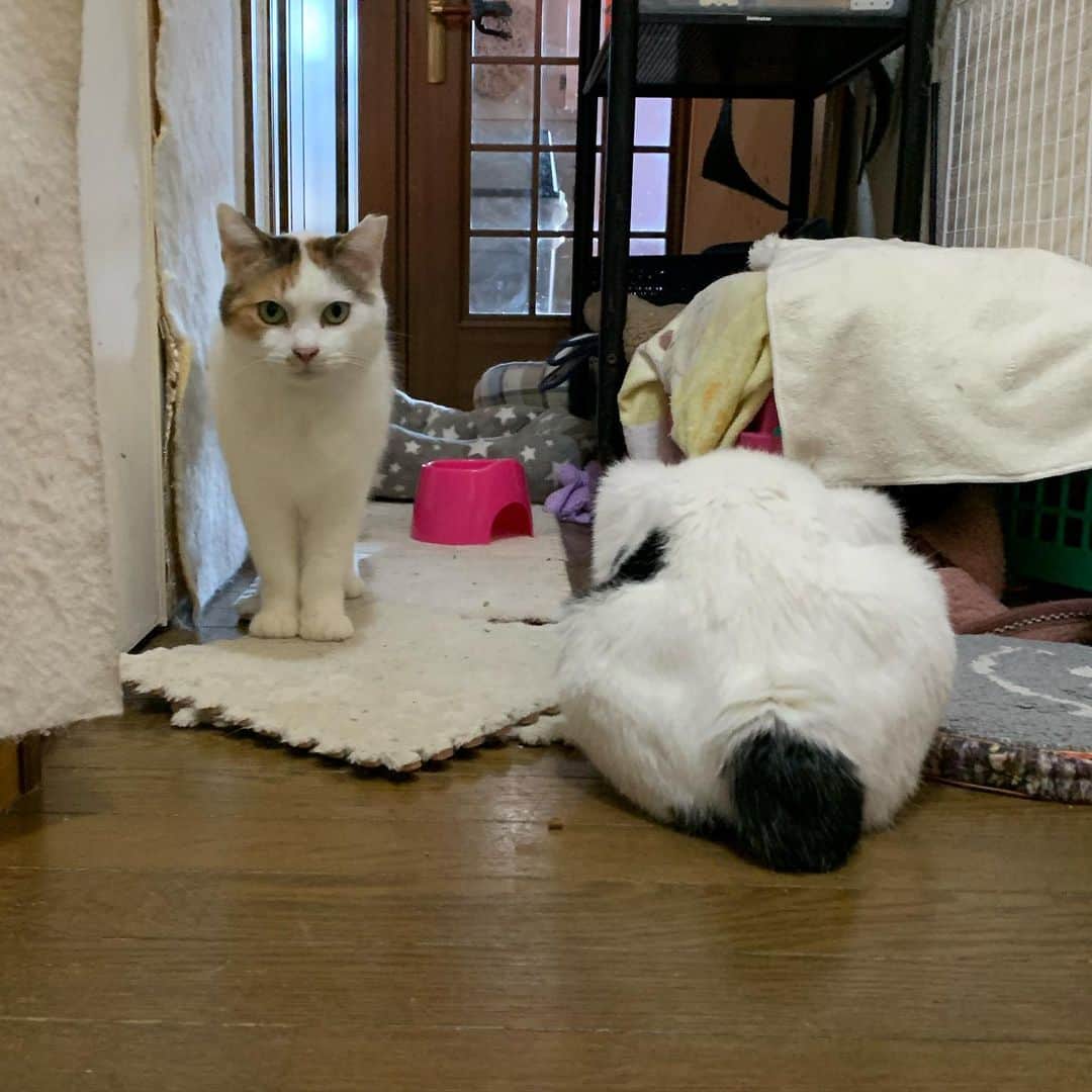 Kachimo Yoshimatsuさんのインスタグラム写真 - (Kachimo YoshimatsuInstagram)「今朝のお見送り 奥からわざわざ出てきてくれたミケ子と カリカリ食べるのが忙しいナナクロ。 #うちの猫ら #mikeko #nanakuro #猫 #ねこ #cat #ネコ #catstagram #ネコ部 http://kachimo.exblog.jp」3月16日 9時58分 - kachimo