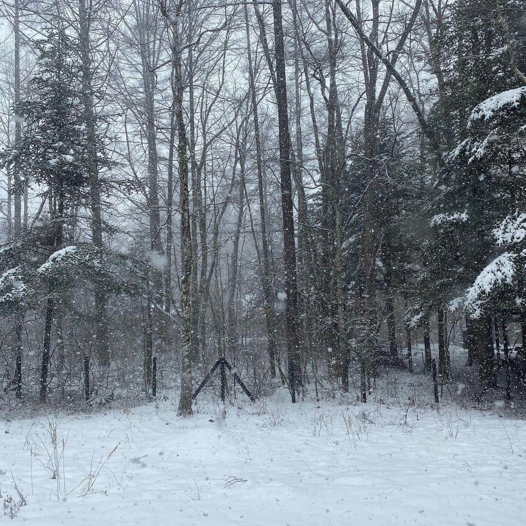 野間美由紀のインスタグラム：「今日も雪です。」