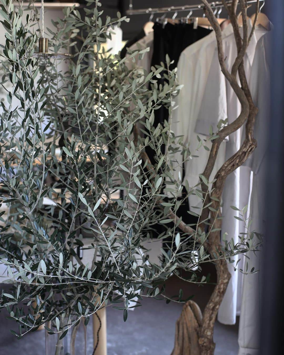 Tomohide Furuyaさんのインスタグラム写真 - (Tomohide FuruyaInstagram)「"Olive" . . 大量の立派なオリーブを頂きました。 . . 店内爽やかな朝です。 ありがとうございます！ . . #ポパイもビックリ #Olive #node_tasworks」3月16日 11時20分 - ikko_tasworksinc