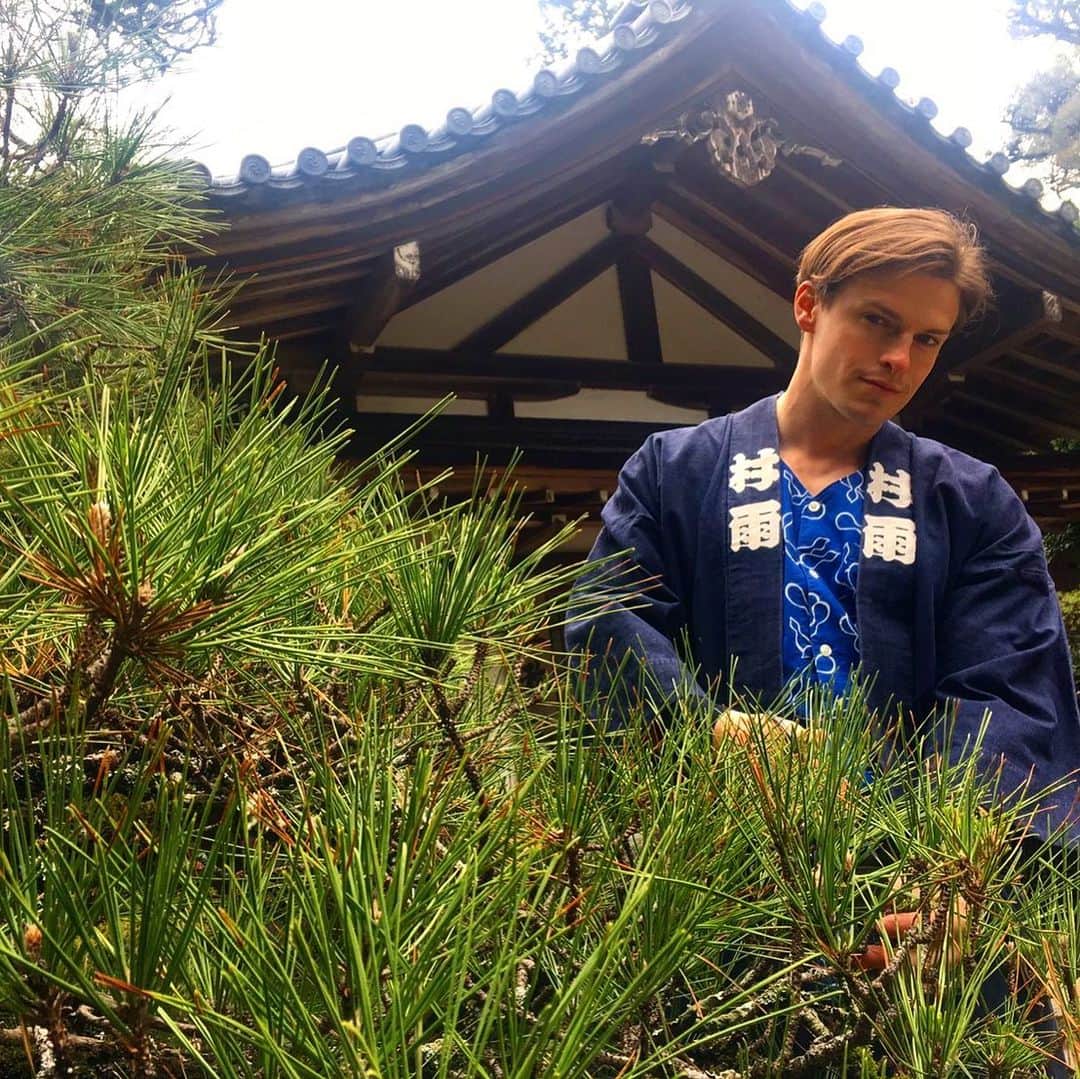村雨辰剛さんのインスタグラム写真 - (村雨辰剛Instagram)「かつて日本のお庭に欠かせなかった植物。今の日本の街並みからどんどん松が減っていくのは残念だ。」3月16日 11時36分 - tatsumasa.murasame