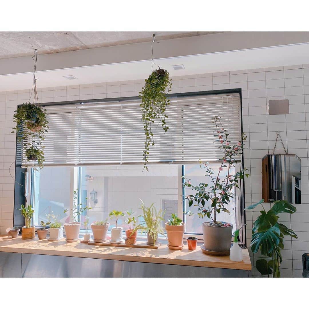チョン・リョウォンのインスタグラム：「. 11AM . 부엌이 생명들과 햇살로 가장 아름다워지는  시간대- 🌿☘️🌳🌱🌵🍃」