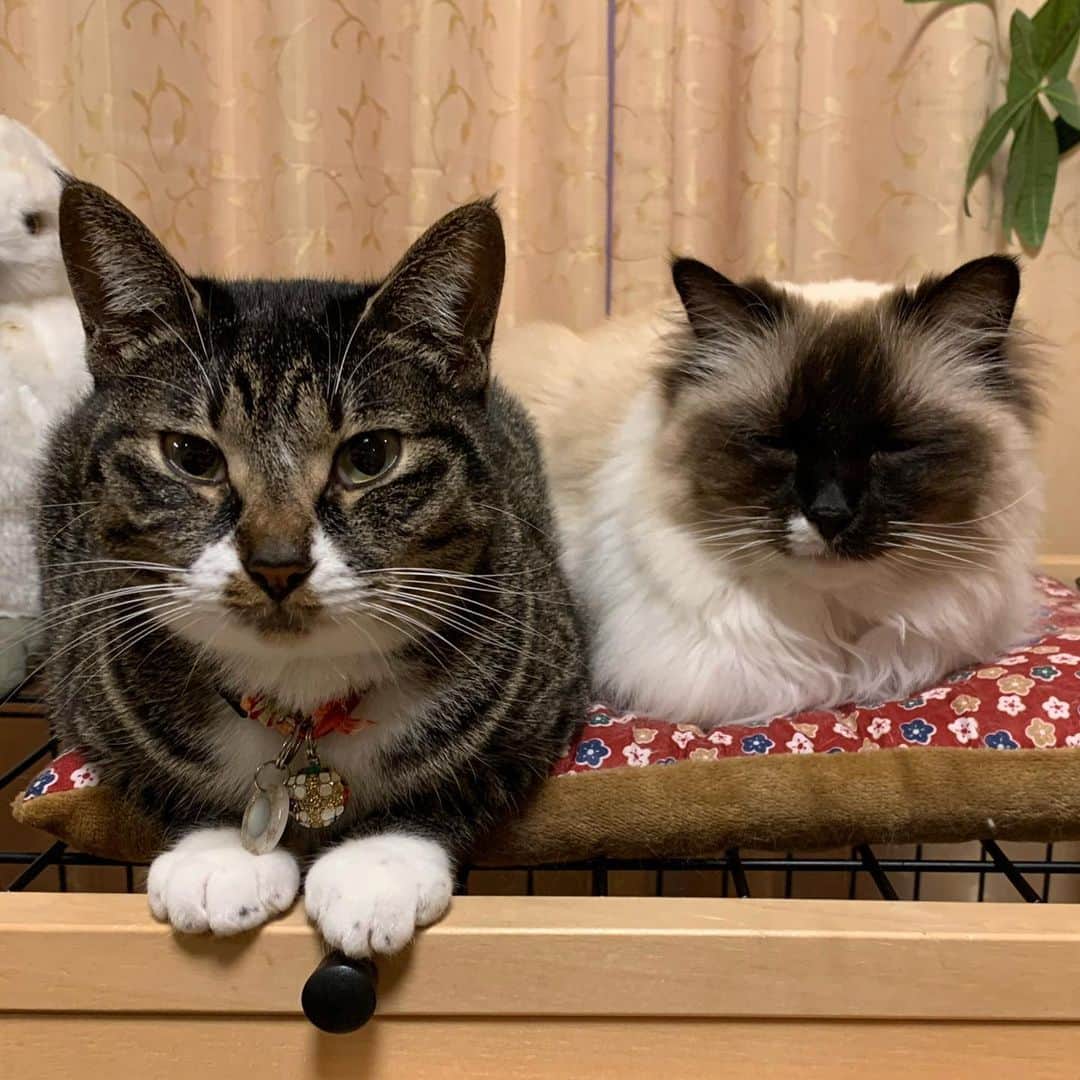 takegaeruのインスタグラム：「こんばんにゃ！ #cat #猫 #ragdoll #ラグドール #ホワイトポッチーズ #よもねこ #よもぎねこ #キジトラ #きじとら」