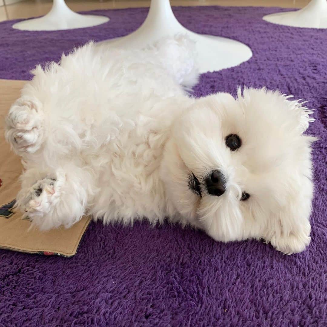 セロリのインスタグラム：「【狂犬病ワクチン】 今日は狂犬病のワクチン接種に行ってきました。 詳しくはブログに書いてます。 あと・・・我が家のテレビがえらいことになってます。 #maltese #マルチーズ #狂犬病予防接種  #malteseofinstagram #maltese101 #malteser #malteseofficial #maltesedog #dog #instadog #dogstagram #dogoftheday #doglovers #instapet #adorable #ilovemydog  #ペット #わんこ #ふわもこ部 #犬のいる暮らし #いぬら部  #いぬすたぐらむ」