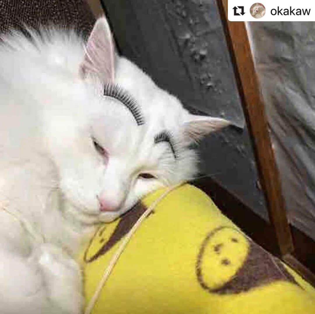 ねこさんのインスタグラム写真 - (ねこInstagram)「【#ねこは人を笑顔にする】❣️ 🤣👍🏻🤣👍🏻🤣👍🏻 ナイスつけま、、あっ、いや、ナイス眉毛😂💪🏻💓 @okakaw さん、ありがとー💕ギャグセン高すぎだよ😋🤟🏻笑 #Repost @okakaw with @make_repost ・・・ ⠀⠀⠀⠀⠀⠀⠀⠀⠀⠀⠀⠀⠀⠀⠀⠀⠀⠀⠀⠀⠀ 再投稿です😊 気持ちよく寝てたのでちょっといたずら〜😂 ⠀⠀⠀⠀⠀⠀⠀⠀⠀⠀⠀⠀⠀⠀⠀⠀⠀⠀⠀⠀⠀ #しろねこ #フクちゃん #まゆげ #ねこは人を笑顔にする」3月16日 13時44分 - neko_magazine