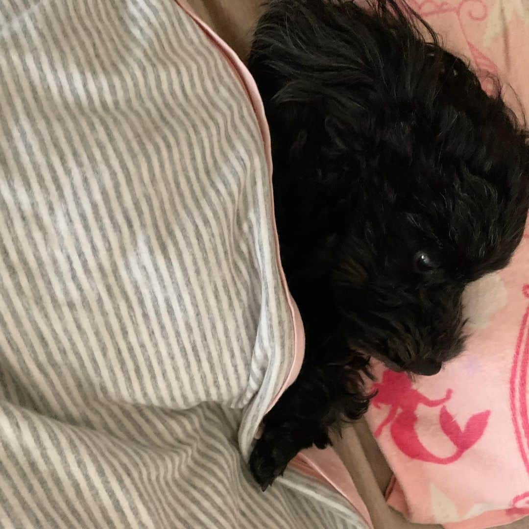 る鹿さんのインスタグラム写真 - (る鹿Instagram)「Good morning guys👋🧸」3月16日 14時22分 - luluxinggg