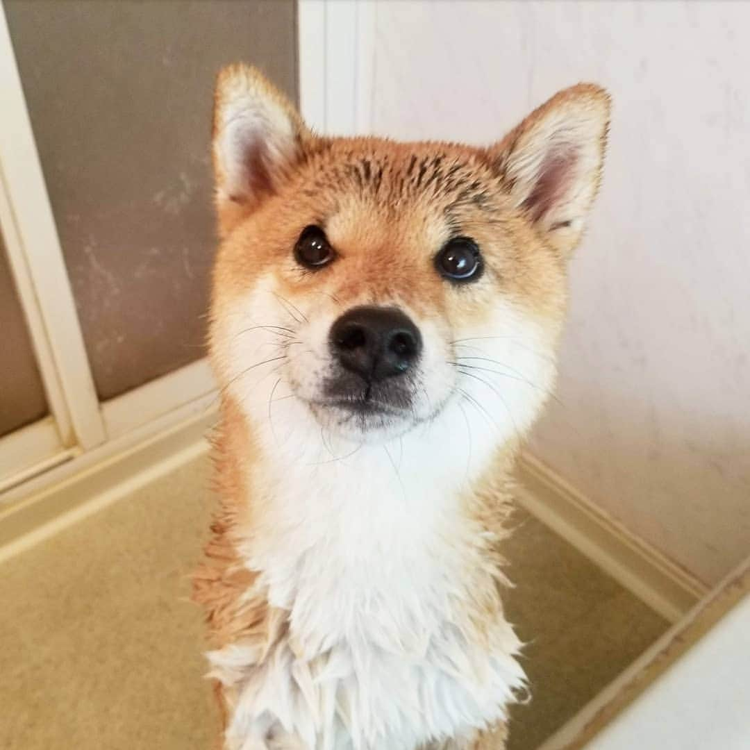 柴犬たま Shibainu Tamaさんのインスタグラム写真 - (柴犬たま Shibainu TamaInstagram)「水が苦手なたまさん、すすり泣きながらも大人しくシャンプー頑張りました👏✨ * Caption trans🇬🇧 Tama hates water, so she cried.  But she worked hard👏✨ * #柴犬たま #たママ #たまーば #お風呂 #シャンプー #水が苦手 #濡れたま #上目遣い #舌ぺろ #柴犬 #shiba #shibainu #shibastagram #犬 #dog」3月16日 15時50分 - tama7653