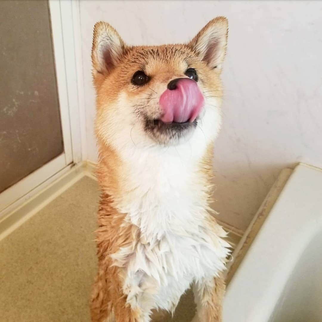 柴犬たま Shibainu Tamaさんのインスタグラム写真 - (柴犬たま Shibainu TamaInstagram)「水が苦手なたまさん、すすり泣きながらも大人しくシャンプー頑張りました👏✨ * Caption trans🇬🇧 Tama hates water, so she cried.  But she worked hard👏✨ * #柴犬たま #たママ #たまーば #お風呂 #シャンプー #水が苦手 #濡れたま #上目遣い #舌ぺろ #柴犬 #shiba #shibainu #shibastagram #犬 #dog」3月16日 15時50分 - tama7653