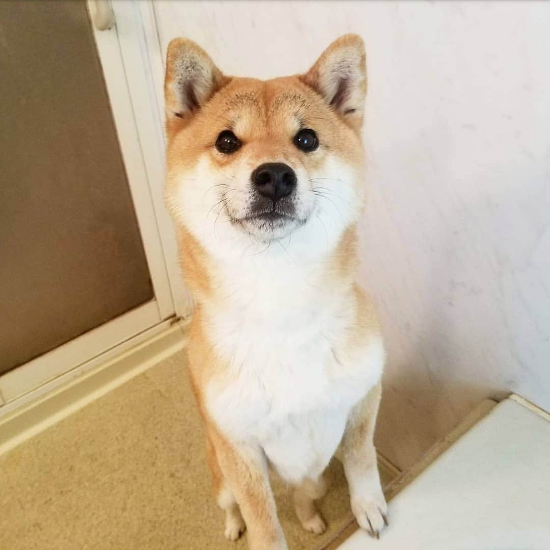 柴犬たま Shibainu Tamaのインスタグラム