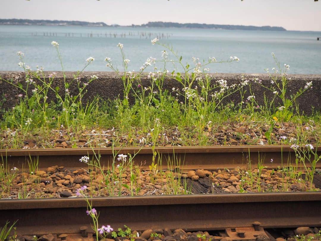 伊藤桃さんのインスタグラム写真 - (伊藤桃Instagram)「#天浜線の旅 #浜名湖佐久米駅 編´`*つづき！ この駅には以前の駅務室を利用した喫茶店があるのです。 名前は『かとれあ』。 昭和レトロな雰囲気漂う、昔ながらの喫茶店☕️✨ こういう雰囲気が大好きな私は、思わず1本列車を落としてのんびり滞在することに。 ただただ穏やかにすぎゆく時間が贅沢だったな·····♡ 🚉 3.4枚目: 店内にはかもめさんの時計があったり、 ゆりかもめの写真がついた切符をてにいれることができました。 というのも、かとれあの方のお父様が余ったパンを、シベリアから飛来してくるゆりかもめに与えた続けたことにより、なんと多いときで1日数千羽のゆりかもめがやってくるようになり、ちょっとした観光スポットになったそう。 私が訪れたときは4月だったので、かもめさんはいませんでした(o_ _)o 🚉 5枚目: 春爛漫の駅名標🌸 6.7枚目: 春の線路／そしてそのすぐそばには浜名湖 8枚目: ちょうど漁を終えた漁師さんちが戻ってくる様も、ホームからみられました。 9.10枚目: 淡い春の午後。 再び列車にのって次の駅へ·····！✨ 🚉 次でラストかな？続く(❁´ω`❁) #天竜浜名湖鉄道  #ローカル線の駅 #ローカル線の旅 #純喫茶コレクション  #純喫茶 #japan_of_insta  #浜名湖カフェ」3月16日 16時18分 - itomomo_tetsu