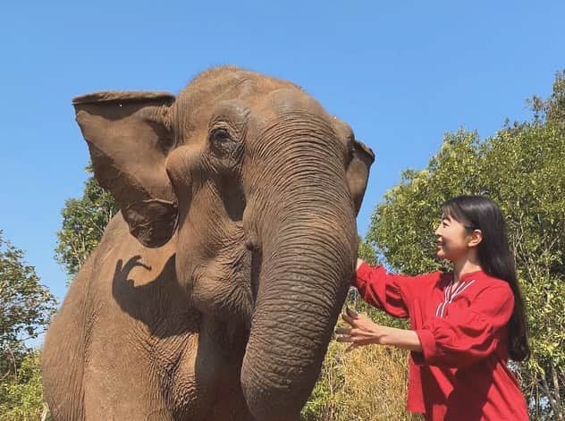 大桃美代子さんのインスタグラム写真 - (大桃美代子Instagram)「I touched an elephant in Cambodia🇰🇭 、  캄보디아에서 코끼리를 만져 보았다🇰🇷 、  我在柬埔寨碰了一头大象🇨🇳 、  カンボジアで象に触れてみた。お仕事です。  象🐘に乗るのはアニマルウェルフェアの観点からもダメ🙅‍♀️です。  象さんと水遊びは出来るらしいけど、  私はバナナ🍌をあげられただけで大満足。  ありがとう象さん。  本当にお鼻が長かった。  動画は、リンちゃん撮影。@linn.linn5  #カンボジア #カンボジア王国🇰🇭#カンボジア観光省 #モンドルキリ#象#elephant #大自然的美 #FAMTrip #Cambodia #KingdomofWonderFeeltheWarmth#旅好きな人と繋がりたい #カンボジア好きと繋がりたい #funtotrip」3月16日 16時46分 - miyoko_omomo