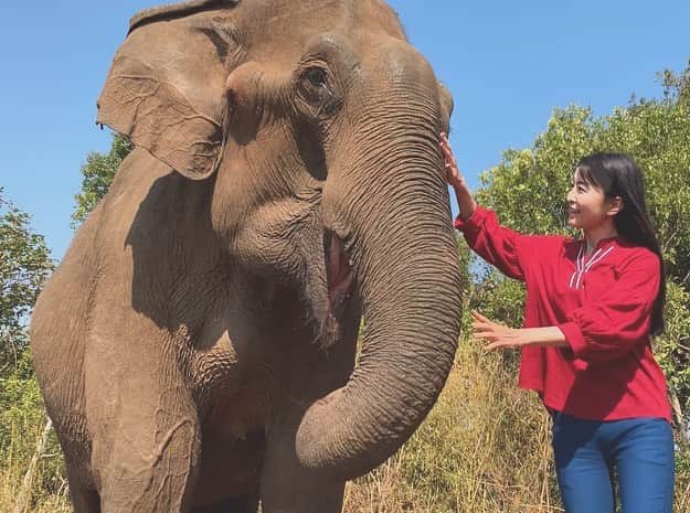 大桃美代子さんのインスタグラム写真 - (大桃美代子Instagram)「I touched an elephant in Cambodia🇰🇭 、  캄보디아에서 코끼리를 만져 보았다🇰🇷 、  我在柬埔寨碰了一头大象🇨🇳 、  カンボジアで象に触れてみた。お仕事です。  象🐘に乗るのはアニマルウェルフェアの観点からもダメ🙅‍♀️です。  象さんと水遊びは出来るらしいけど、  私はバナナ🍌をあげられただけで大満足。  ありがとう象さん。  本当にお鼻が長かった。  動画は、リンちゃん撮影。@linn.linn5  #カンボジア #カンボジア王国🇰🇭#カンボジア観光省 #モンドルキリ#象#elephant #大自然的美 #FAMTrip #Cambodia #KingdomofWonderFeeltheWarmth#旅好きな人と繋がりたい #カンボジア好きと繋がりたい #funtotrip」3月16日 16時46分 - miyoko_omomo