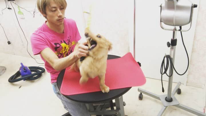 BLADeのインスタグラム：「本日の僕😁﻿ ﻿ 明日は休みなので﻿ 引きこもります😏﻿ ﻿ ﻿ 優しくトリミングさせて頂きます😌﻿ ご来店、お問い合わせお待ちしています‼️﻿ ドッグビューティーサロンELLE ﻿ 06-6431-3838﻿ ﻿ ■■■■■■■■■■■■■■■■■■■﻿ 🌟YouTubeはじました🌟　﻿ プロフィールリンクから見てみてください😉 ﻿ ■■■■■■■■■■■■■■■■■■■﻿ ﻿ #トリマー #trimmer #グルーマー #instadog #dogstagram #슈나우저 #トリミング #ブレちゃん #BOKUMO取扱店 #훈육미용　#긍정미용사  #훈육미용사 #긍정미용사 #훈육미용사 #남자애견미용사 #애견미용사 #애견미용 #펫스타일리스트 #강아지미용  #petgrooming #doggrooming﻿ #優しいトリミング」