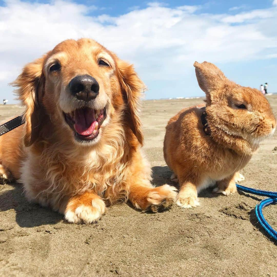 Chieko Shibutaさんのインスタグラム写真 - (Chieko ShibutaInstagram)「たろー🐶&うじゃこ🐰 地方☀️ さんぽ🐚 日光消毒☀️と潮風殺菌🏄‍♂️ たろー🐶は青春💨 相変わらずの強風 うじゃこ🐰 飛んでっちゃいそう🌪(^_^;) 💕✨🐶🍀🐰✨💕 💕 #わんこの散歩 #dachshund #dachshunds #dachshundlove #dog #dogs #doglove #instadog #instagram #instagood #pet #pets #petsagram #cute #cutepe #cutepet #cutedog #cuteanimals #likes #smile #rabbit #ラビット #ミニュチュア #ミニュチュアダックス  #ミニュチュアダックスフント #うさぎ部 #うさぎ #ダックス #ダックスフンドロングヘアー#犬とうさぎ」3月16日 16時56分 - chieko.81