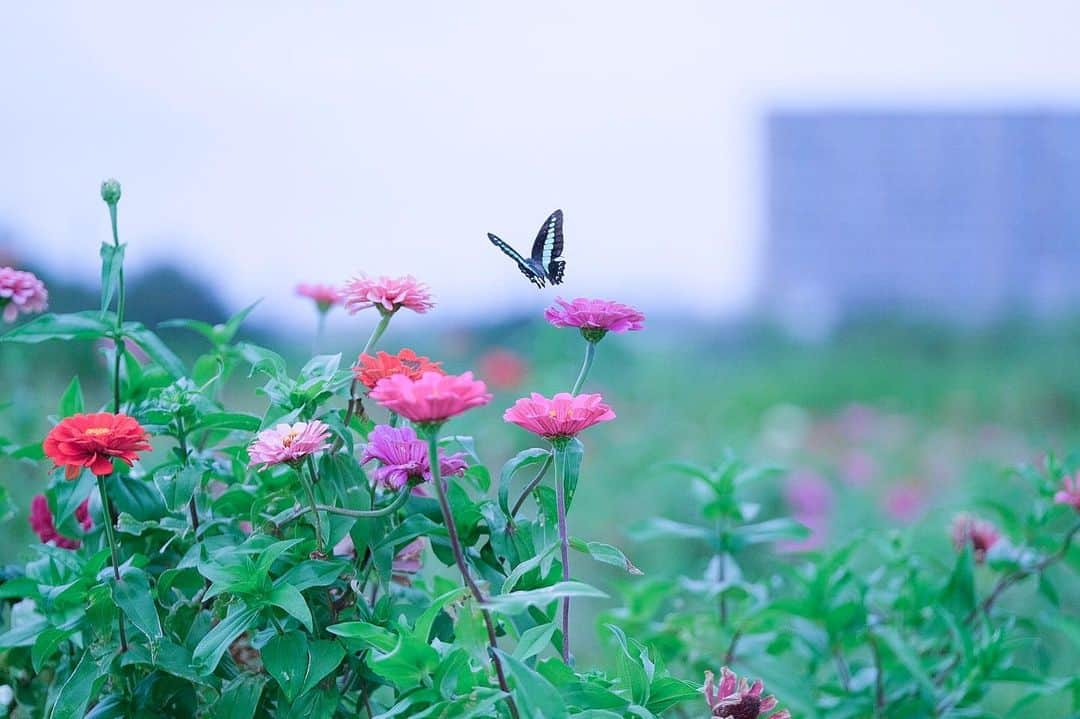 平塚市さんのインスタグラム写真 - (平塚市Instagram)「* 【市役所にお越しの際は写真展で息抜きを】 年度末は確定申告や転居手続きなど、 市役所へ足を運ぶ方が増える季節。 待ち時間の気分転換に、 写真展をご覧いただくのはいかがでしょう。 こちらは @__imuk さんの作品です。 * 【#hiratsukagood写真展】 テーマ：イシックス馬入のお花畑 日　時：３月１９日(木)～３０日(月)  午前８時３０分～午後５時（最終日は午後３時まで） 会　場：平塚市役所１階多目的スペース(平塚市浅間町９－１) その他：「平塚の海」をテーマに公式アカウントが撮影した写真１０枚を同会場に展示 ★庁舎入口や受付案内等にアルコール消毒液を設置しておりますのでご利用ください。 ★マスクの着用や咳エチケットにご協力をお願いします。 ★市ウェブのイベントカレンダーでは展示作品の一覧を公開しています。直接ご来場いただくのが難しい方も、ぜひ写真をご覧ください。 *** #手をつなぎたくなる街 #hiratsukagood #hiratsuka#平塚 #shonan#湘南 #kanagawaphotoclub #写真展 #馬入#お花畑 #馬入のお花畑 #イシックス馬入のお花畑 #市役所#平塚市役所 #花#お花#ジニア #蝶々#蝶 #はなまっぷ#ザ花部 #週末の過ごし方 #日々#暮らし #instagramjapan#igersjp」3月16日 17時00分 - hiratsukagood