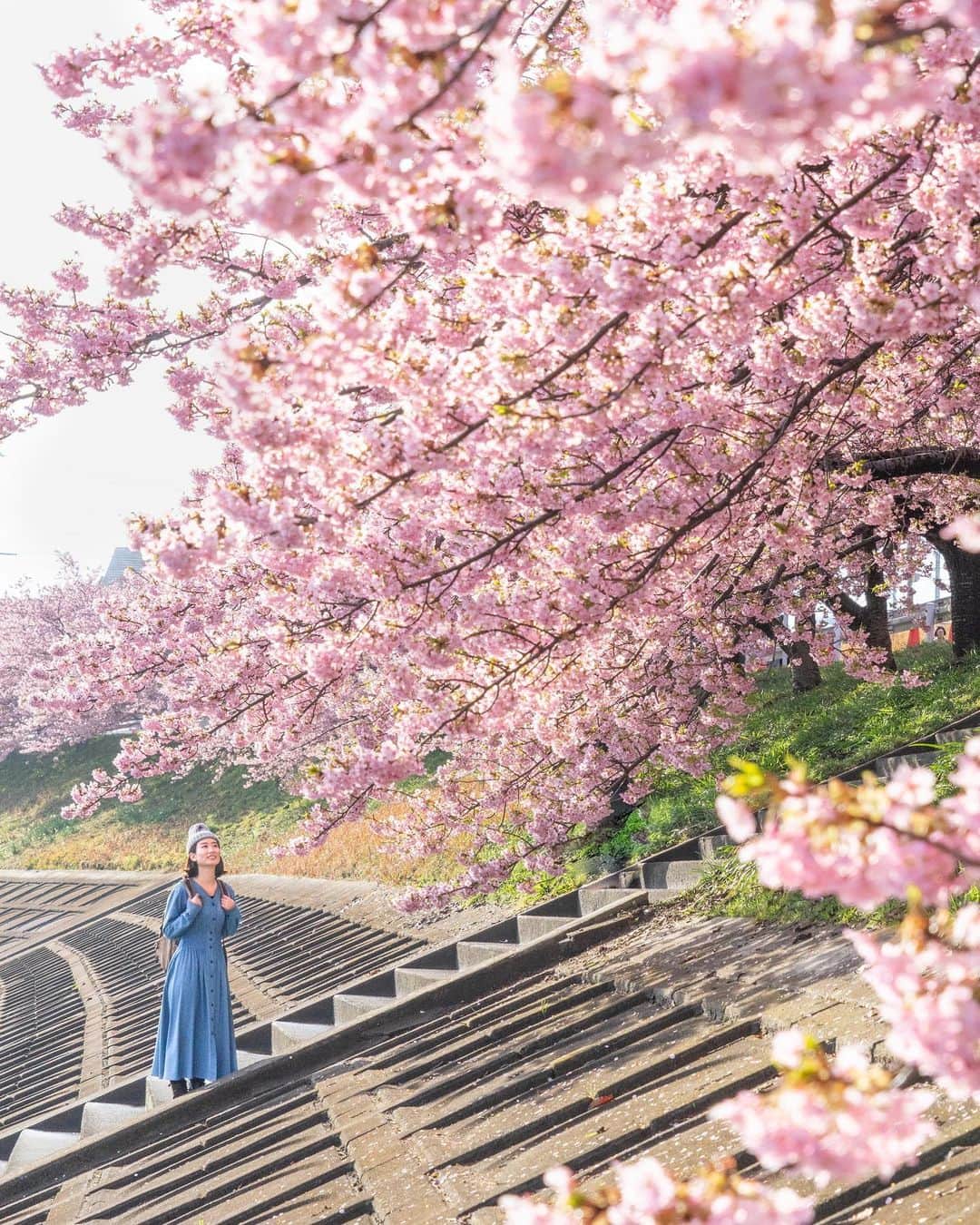 詩歩さんのインスタグラム写真 - (詩歩Instagram)「🌸﻿ ﻿ The cherry blossoms has started blooming in Tokyo! It's a little further ahead until we can see all flowers blooming, but we can't wait for spring!﻿ ﻿ This photo is "Kawazu Sakura", a synonym for the early blooming cherry. Kawazu cherry trees are planted along Oto River in Okazaki City, Aichi Prefecture, for about 600m. Kawazu Sakura originated in Shizuoka / Izu, so there are many Kawazu Sakura attractions in the Tokai area!  This photo is on March 1 and it's over here this year, but the row of cherry blossom trees was really beautiful. ﻿ ﻿ ﻿ 東京が早くも桜の開花宣言！﻿ ﻿ お花見ができるまではもう少し先だけど、春の訪れが待ち遠しい今日この頃。﻿ ﻿ この写真は、早咲きの桜の代名詞である「河津桜」。﻿ ﻿ 愛知県岡崎市の乙川沿いに、約600mに渡って河津桜が植えられています。﻿ （葵桜と呼ばれているらしい）﻿ ﻿ 河津桜は静岡・伊豆が発祥だから、東海エリアは河津桜の名所が多いんだな〜！﻿ ずっと浜松に住んでたのに、全然知らなかった。。﻿ ﻿ この写真は3月1日なので今年の見頃は終わってるけれど、ソメイヨシノよりも濃いピンク色の桜並木が本当にキレイだった〜🌸﻿ ﻿ 土手沿いに咲いてるから、土手を歩いて桜を同じ目線で見れるもよし、階段で下って川沿いから見上げるもよし！﻿ ﻿ お散歩が楽しくなる川沿いでした。﻿ ﻿ ﻿ ﻿ ﻿ 📷1st Mar 2020 shot by @erika520anko ﻿ 📍乙川沿いの葵桜／愛知県　岡崎市﻿ 📍Aoi sakura along Oto-river／Aichi Japan﻿ ﻿ ﻿ ©︎Shiho/詩歩﻿」3月16日 16時59分 - shiho_zekkei