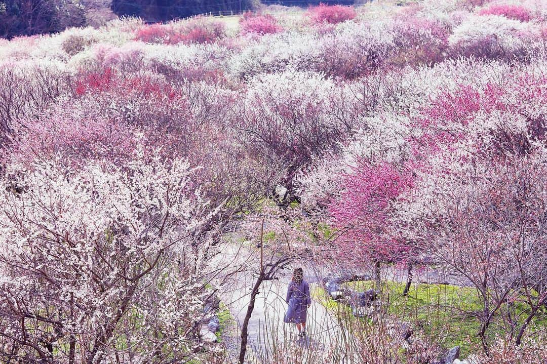 Najiiのインスタグラム：「Bloom - - #igmasters #igersjp #instagramjapan #canonglobal #teamcanon #tokyocameraclub #東京カメラ部 #mycanon #canonasia #canonAustralia #pics_jp #visitjapanjp #unknownjapan #japantravel #いなべ市農業公園 #lifewelltravelled #japan_of_insta #retrip_nippon #myjapan #梅の花 #梅 #apricot #flower #pink #eos #my_eos_photo」