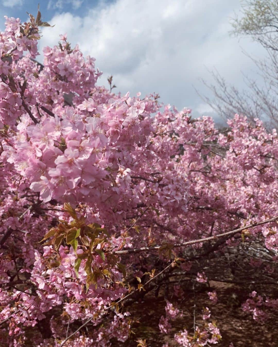 misatoさんのインスタグラム写真 - (misatoInstagram)「♡︎ʾʾ PINKを着てお出かけしたら 綺麗な桜に出会ったよ🌸 自然のレフ板🌸のおかげで 写真もほんのりピンク色に🥰 . ずっと家に引きこもりがちな毎日で 気持ちも下がりがちだけど こうやって自然に触れるとこころが復活するなぁ♡ 次は滝に行きたい😂(無類の滝好きw) . 暗いニュースばかりだけど (もちろんその事は頭に入れつつ🦠) 楽しいことも考えて行こう♬ . 春はもうすぐ…🌸🌸🌸 . . #ママコーデ#ママファッション #fashion#coordinate #ootd#outfit#pink#ピンクコーデ#プチプラコーデ #桜#フレアデニム #pinkfashion #japan#cherryblossom #桜満開 #春めき桜#身延町 #山梨#お出かけ#hm#zara#bershka#ファッション#ピンクファッション#japan」3月16日 17時37分 - leialoha319