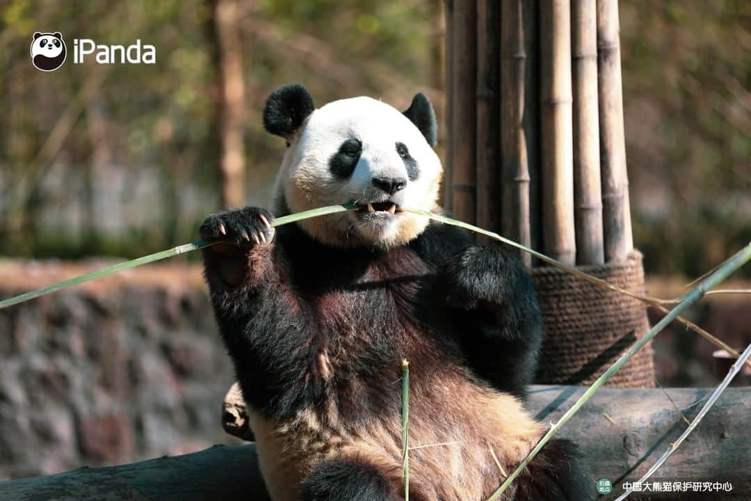 iPandaさんのインスタグラム写真 - (iPandaInstagram)「Your favorite mukbang blogger is online! 🐼 🐾 🐼 #panda #ipanda #animal #pet #adorable #China #travel #pandababy #cute #photooftheday #Sichuan #cutepanda #animalphotography #cuteness #cutenessoverload」3月16日 17時30分 - ipandachannel