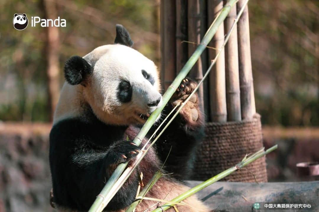iPandaさんのインスタグラム写真 - (iPandaInstagram)「Your favorite mukbang blogger is online! 🐼 🐾 🐼 #panda #ipanda #animal #pet #adorable #China #travel #pandababy #cute #photooftheday #Sichuan #cutepanda #animalphotography #cuteness #cutenessoverload」3月16日 17時30分 - ipandachannel