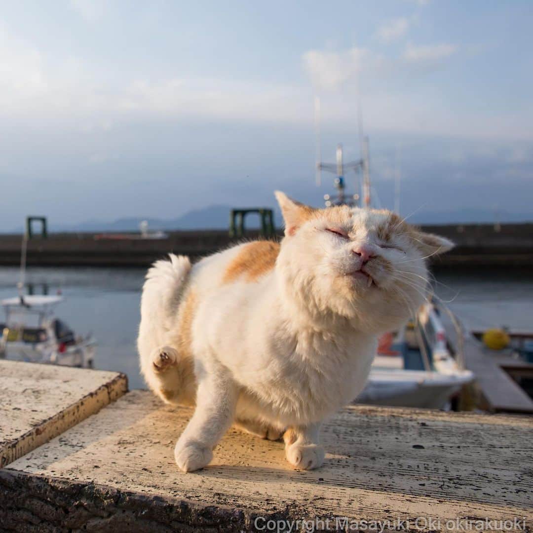 Masayukiさんのインスタグラム写真 - (MasayukiInstagram)「強風。  #cat #ねこ」3月16日 17時42分 - okirakuoki