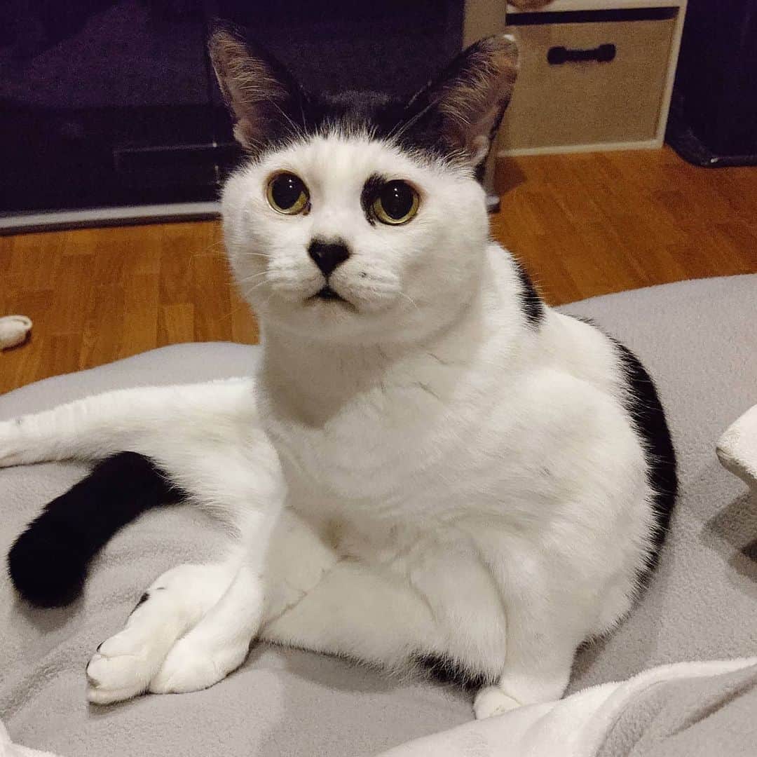 アトムとノエルのインスタグラム：「アトム師匠が寛いでおりましたので。。 #猫#ねこ#猫部#cat#pet」