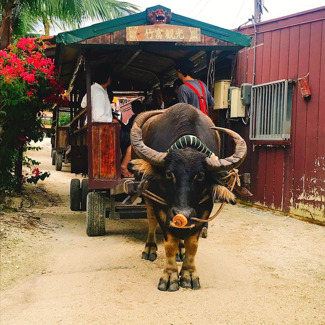 美神れおなさんのインスタグラム写真 - (美神れおなInstagram)「#タイムラグ投稿 #20190306 初めての#竹富島 part1 波照間島から戻って来たら欠航が多かった‪\(ᯅ̈ )/‬#水牛 乗りたくて場面で竹富島行った(*¨*) 私の乗った水牛は《りきおくん》て名前でした( ˙꒳​˙ᐢ )ｳｨｯ  数時間の滞在！本当水牛乗ったのみでした( ˙◊︎˙◞︎)◞︎。 #沖縄#沖縄の海#沖縄の離島 #観光スポット#八重山諸島#シーサー #旅行好き#1人旅女子#1人旅 #沖縄移住#沖縄移住生活 #沖縄フォト部#okinawaphotoclub  #trip#okinawa#sea#ocean#clouday#sunnydays」3月16日 19時02分 - reona1291