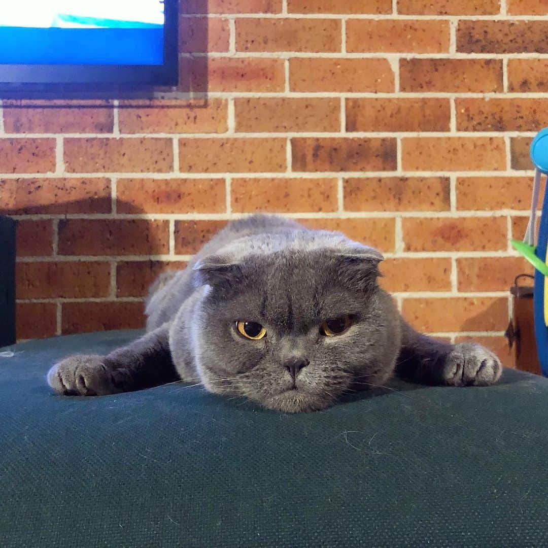 のインスタグラム：「When you’ve just been told to stay home indefinitely. #staysafe #covid_19 #quarantine #homealone」