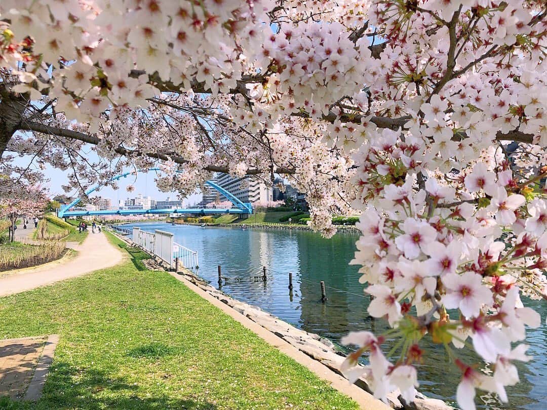 ぐんじりなのインスタグラム：「. 1番好きな1番短い季節🥱 . . #spring」