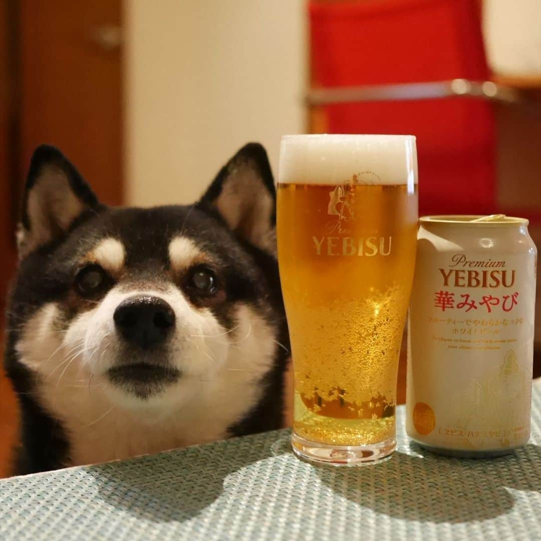 くろさんのインスタグラム写真 - (くろInstagram)「本日もお疲れちゃんでした🍺 #目線の先にはおやつ #華みやび #フルーティでやわらかなコクのホワイトビール #ホワイトビールに華やかなコク #PremiumYEBISU #PremiumYEBISU華みやび #乾杯をもっとおいしく #⭐️SAPPORO #サッポロビール #恵比寿麦酒 #エビスビール #ヱビスビール #黒柴 #柴犬 #柴犬と一緒 #柴犬のいる暮らし #柴犬のいる生活 #わんこと一緒 #わんこのいる暮らし #わんこのいる生活 #モデル犬 #オファーお待ちしております #お疲れちゃんビール #カメラ目線犬」3月16日 20時01分 - m6bmw