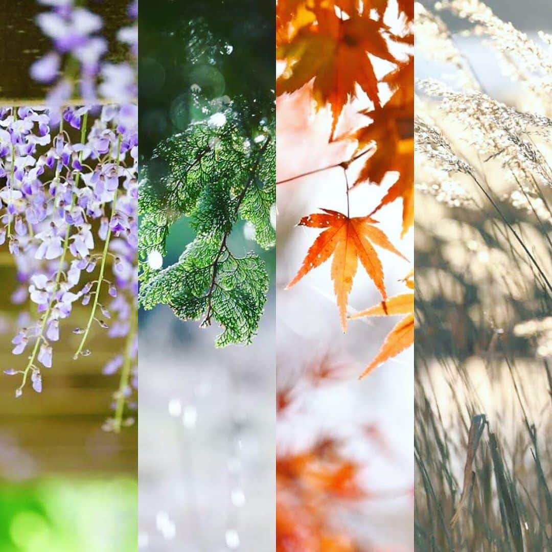 japanese forest & web designer　kapiosanのインスタグラム：「Four seasons in Japan.  Come back someday〜！ . . . . . . #spring #forseasons #doyourbest  #japan #springflowers  #flowerslovers #花 #floweroftheday  #team_jp_ #nikonphotography #japanesestyle  #happy #東京カメラ部 #cherryblossoms #桜 #mylife #photography #loves_nippon #love #myfavorite #日本の四季 #日本の風景」