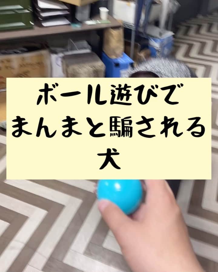 たいゆうきのインスタグラム：「タイの 動物あるあるモノマネ 「ボール遊びでまんまと騙される犬」  #タイ動物 #動物 #あるある #ものまね  #犬 #dog #ペット  #家 #公園 #もふもふ」