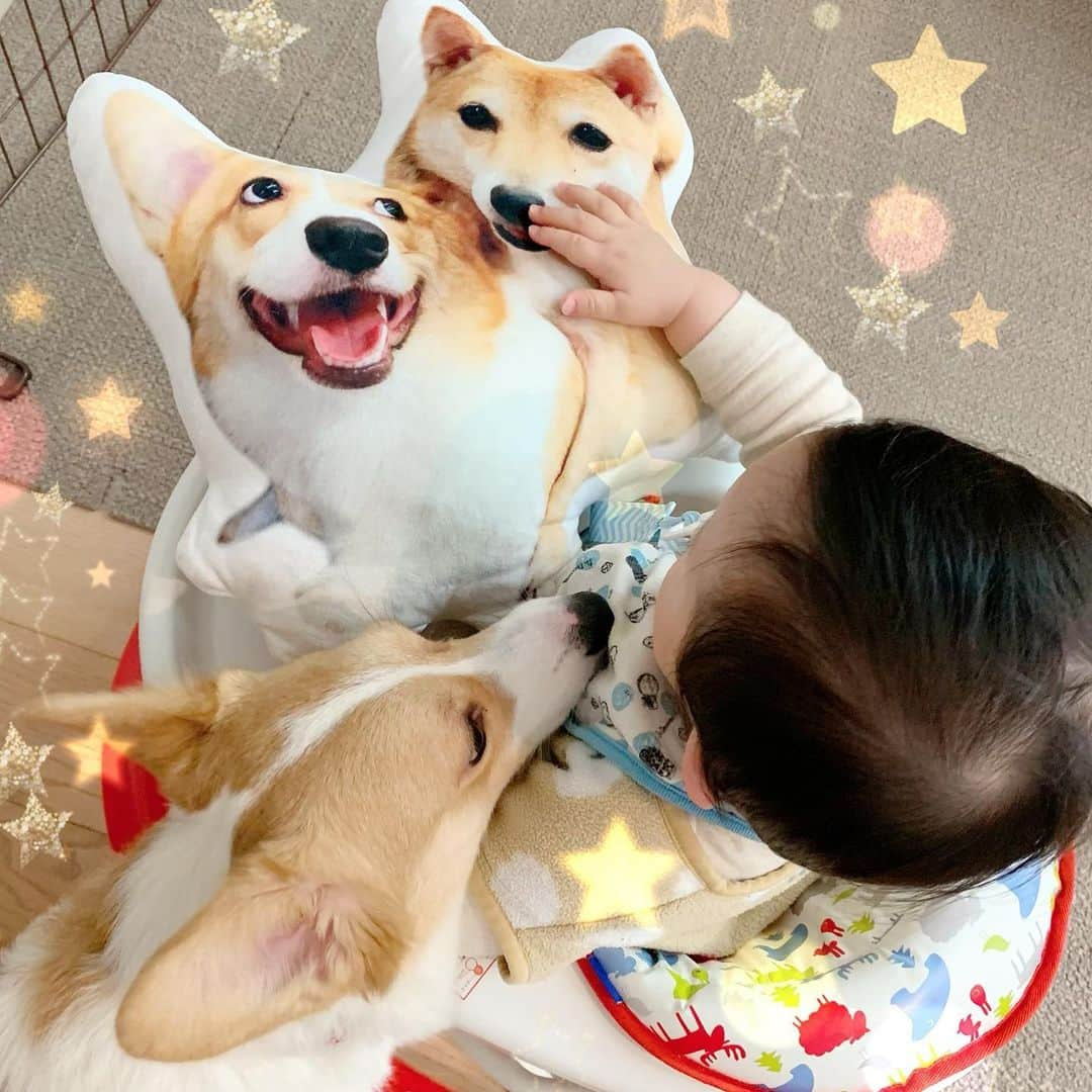 仁藤みさきさんのインスタグラム写真 - (仁藤みさきInstagram)「ぼく これすきー👶💕 だそうです　@aisdelu.japan で作ってもらった @taiyakitantan のクッション  たんたんは興味津々で噛んでボロボロにするから、息子ちゃんのベビー ベッドに置いてあります💕ぎゅーするよ  息子のクッションも作って欲しい😂 今10%オフクーポンあります！ 【ig10off】 🐶🦊🐱🐮 ほんとかわいい  #10ヶ月　 #赤ちゃん　#赤ちゃんと犬 #baby #babyanddog  #dogs #puppy #puppies #corgi #shiba #しばいぬ #まめしば　#豆柴　#こーぎー　#コーギー  #코기 #オーダーメイド #Aisdelu #aisdeluクッション #アイシテル #愛してる #ペットクッション #オリジナルクッション #ペットオーダークッション #うちの子グッズ」3月16日 20時17分 - misakinito