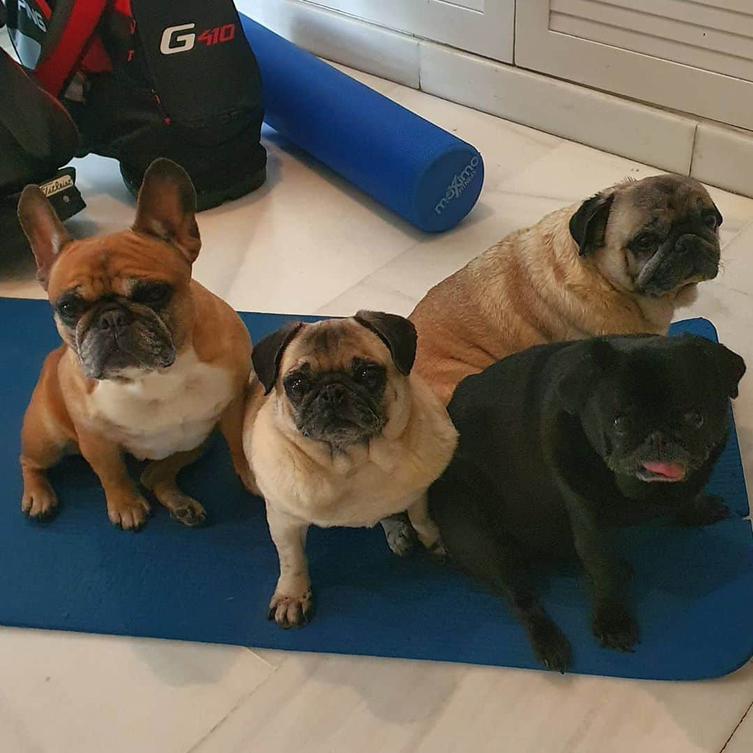 Nikitaのインスタグラム：「#pug nikita #todosencasa#」